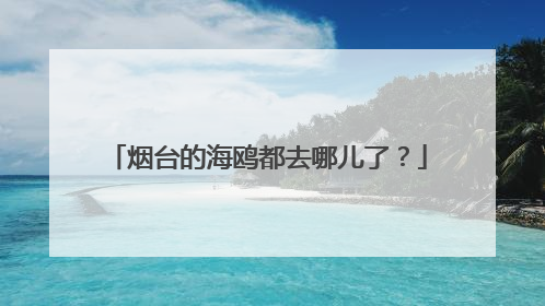 烟台的海鸥都去哪儿了？