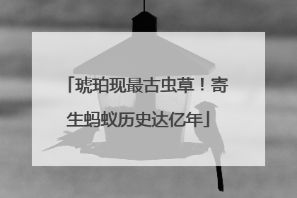 琥珀现最古虫草！寄生蚂蚁历史达亿年