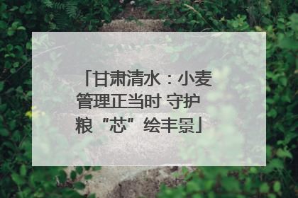 甘肃清水：小麦管理正当时 守护粮“芯”绘丰景