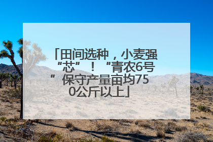 田间选种，小麦强“芯”！“青农6号”保守产量亩均750公斤以上