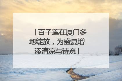 百子莲在厦门多地绽放，为盛夏增添清凉与诗意