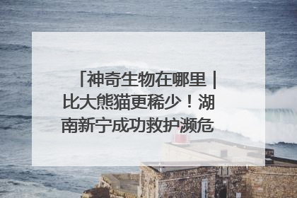 神奇生物在哪里｜比大熊猫更稀少！湖南新宁成功救护濒危鸟类海南鳽