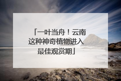 一叶当舟！云南这种神奇植物进入最佳观赏期