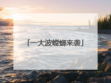一大波螳螂来袭