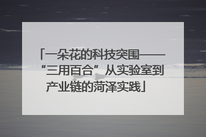 一朵花的科技突围——“三用百合”从实验室到产业链的菏泽实践