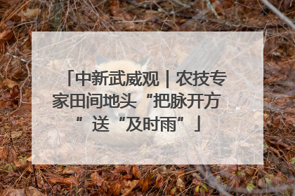 中新武威观｜农技专家田间地头“把脉开方”送“及时雨”