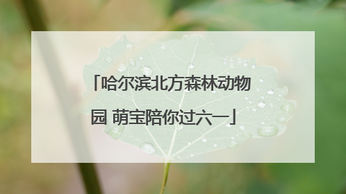 哈尔滨北方森林动物园 萌宝陪你过六一