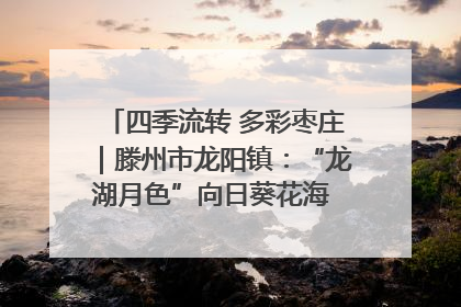 四季流转 多彩枣庄｜滕州市龙阳镇：“龙湖月色”向日葵花海 绘就乡村振兴新画卷