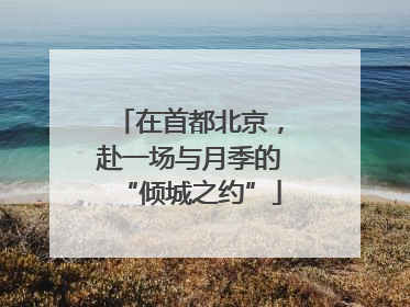 在首都北京，赴一场与月季的“倾城之约”