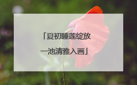 夏初睡莲绽放 一池清雅入画