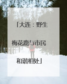 大连：野生梅花鹿与市民和谐相处