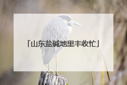 山东盐碱地里丰收忙