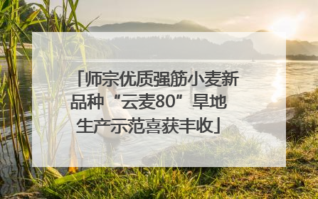师宗优质强筋小麦新品种“云麦80”旱地生产示范喜获丰收