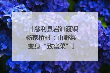 慈利县岩泊渡镇杨家桥村：山野菜变身“致富菜”