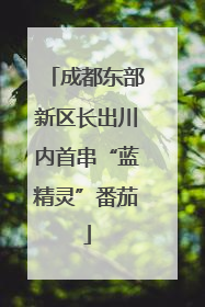 成都东部新区长出川内首串“蓝精灵”番茄