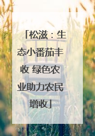 松滋：生态小番茄丰收 绿色农业助力农民增收
