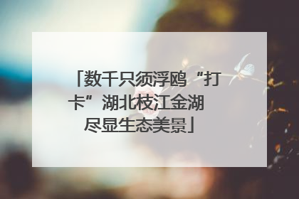 数千只须浮鸥“打卡”湖北枝江金湖 尽显生态美景