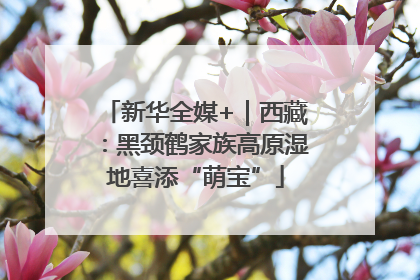 新华全媒+｜西藏：黑颈鹤家族高原湿地喜添“萌宝”