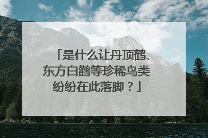 是什么让丹顶鹤、东方白鹳等珍稀鸟类纷纷在此落脚？