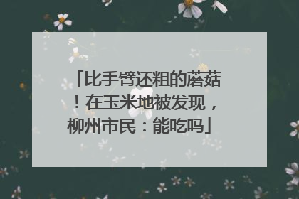 比手臂还粗的蘑菇！在玉米地被发现，柳州市民：能吃吗