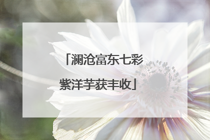 澜沧富东七彩紫洋芋获丰收