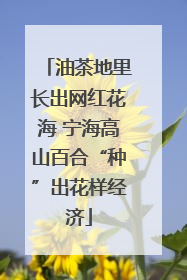 油茶地里长出网红花海 宁海高山百合“种”出花样经济