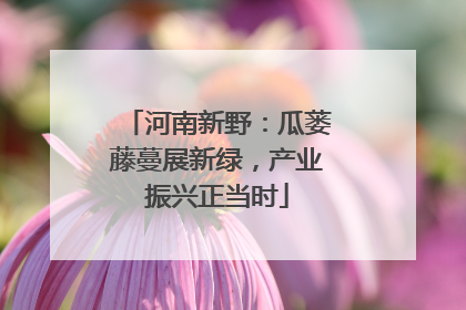 河南新野：瓜蒌藤蔓展新绿，产业振兴正当时