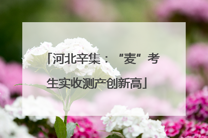 河北辛集：“麦”考生实收测产创新高