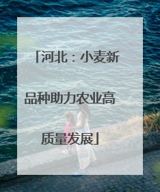 河北：小麦新品种助力农业高质量发展