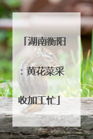 湖南衡阳：黄花菜采收加工忙
