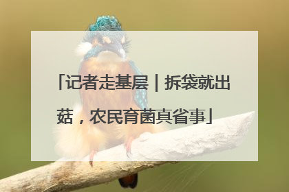 记者走基层｜拆袋就出菇，农民育菌真省事