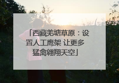 西藏羌塘草原：设置人工鹰架 让更多猛禽翱翔天空
