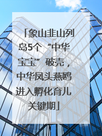 象山韭山列岛5个“中华宝宝”破壳，中华凤头燕鸥进入孵化育儿关键期