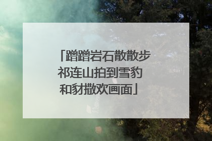 蹭蹭岩石散散步 祁连山拍到雪豹和豺撒欢画面
