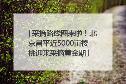 采摘路线图来啦！北京昌平近5000亩樱桃迎来采摘黄金期