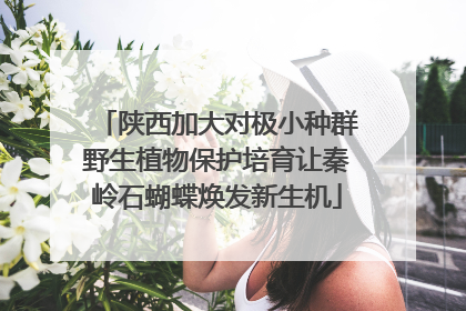 陕西加大对极小种群野生植物保护培育让秦岭石蝴蝶焕发新生机