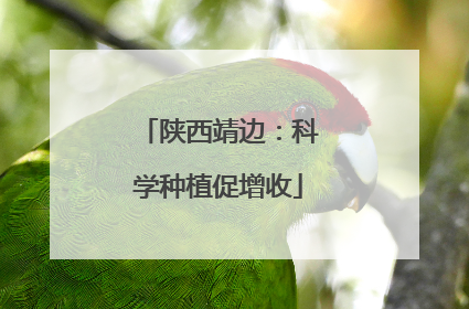陕西靖边：科学种植促增收