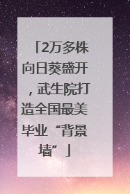 2万多株向日葵盛开，武生院打造全国最美毕业“背景墙”